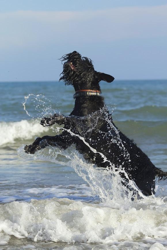 שנאוצר ענק משחק בים שנאוצר ענק משחק בים