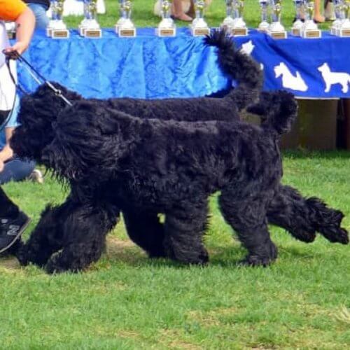 טרייר רוסי שחור - בית גידול Black Royalty - Black Russian Terrier