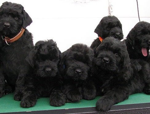Black Royalty – Black Russian Terrier