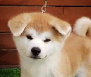 כלבים למכירה I מכירת כלבים באתר המוביל לכלבנות מתועדת - פטפיינדר