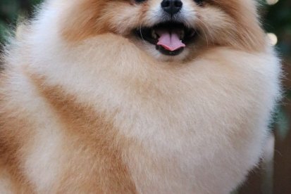 TOR אלוף רוסיה צעיר ואלוף ישראל