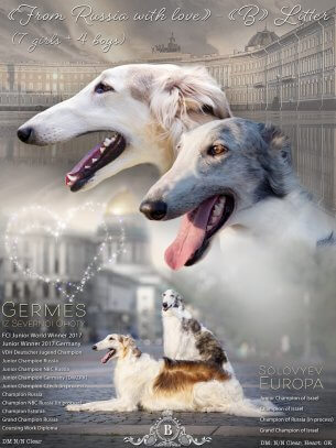 גורי בורזוי גזעיים