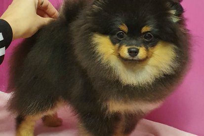 גורה מהממת בצבע בלאק אנד טן