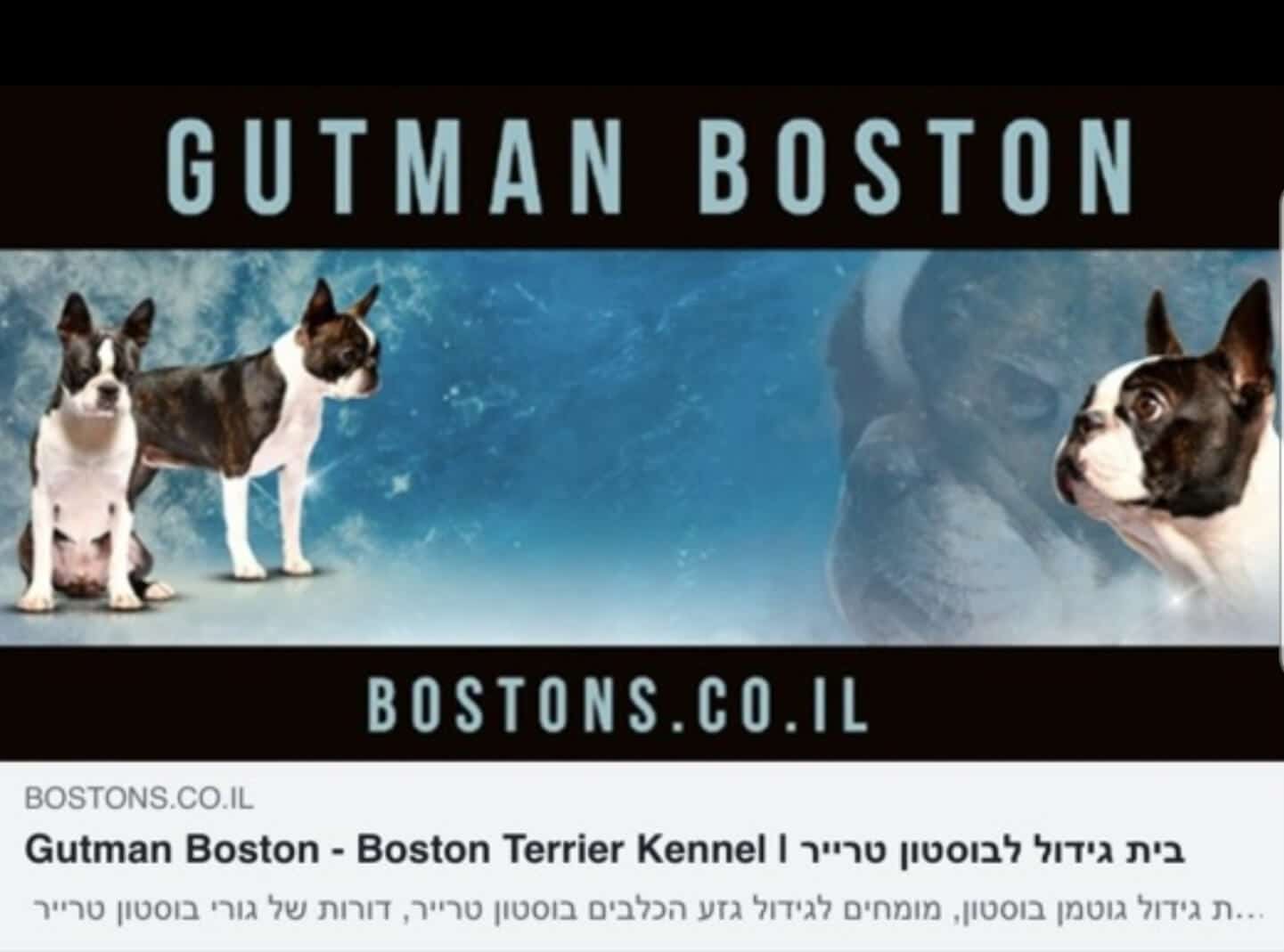 בוסטון טרייר - GUTMAN BOSTON