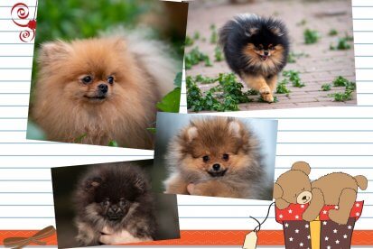 למכירה גור פומרניין גזעי, זכר,עם תעודות ,ללא שגיאות,   אופי מדהים