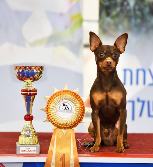 טוי רוסי Interchampion – זכר קצר שיער להרבעה