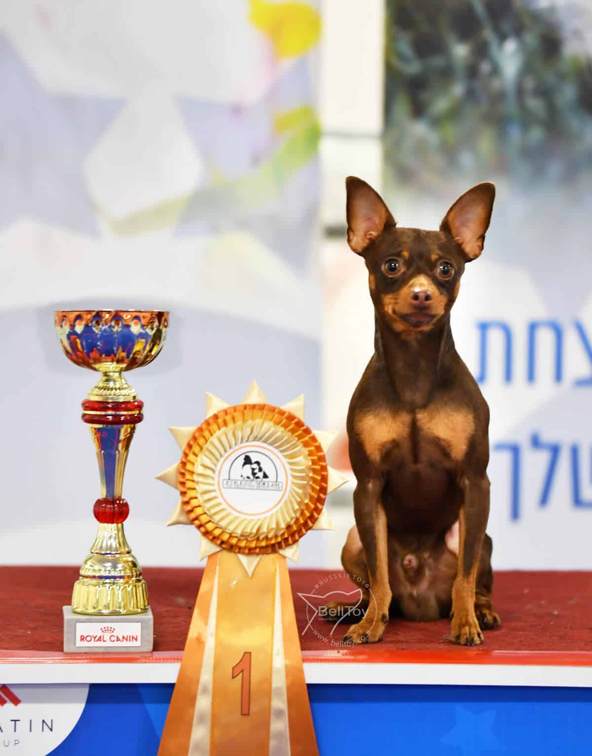 טוי רוסי Interchampion – זכר קצר שיער להרבעה