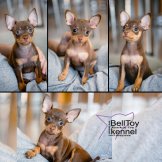 Коллаж_четверо_наручках