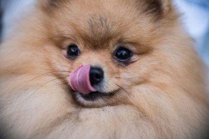 המועדון הישראלי לכלבי פומרניאן - ריכוז המלטות 08.11.20