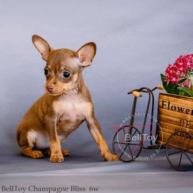 גור טוי רוסי קצר שיער – BELLTOY OSHER Russian Toy