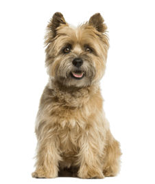 קאירן טרייר