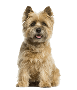 קאירן טרייר למכירה קאירן טרייר למכירה