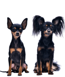 טוי רוסי (טוי טרייר)