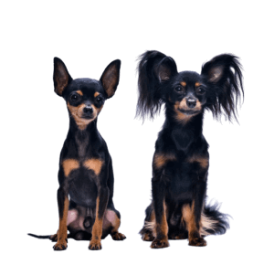 טוי רוסי ארוך וקצר שיער טוי רוסי ארוך וקצר שיער