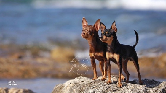טוי רוסי משחקים בים טוי רוסי משחקים בים