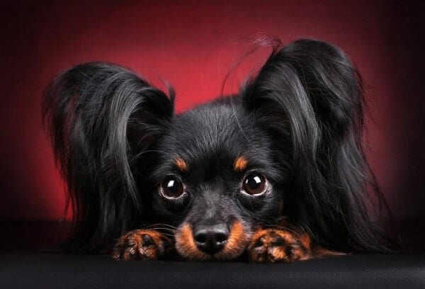 טוי רוסי שחור טוי רוסי שחור