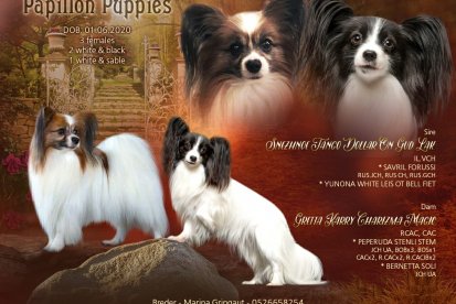 המלטה של גורי פפיון papillon - יוני 2020