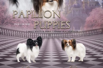 המלטה של גוריי פפילון - אוגוסט 2020