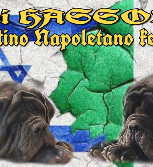 Di hasson – mastino napoletano kennel