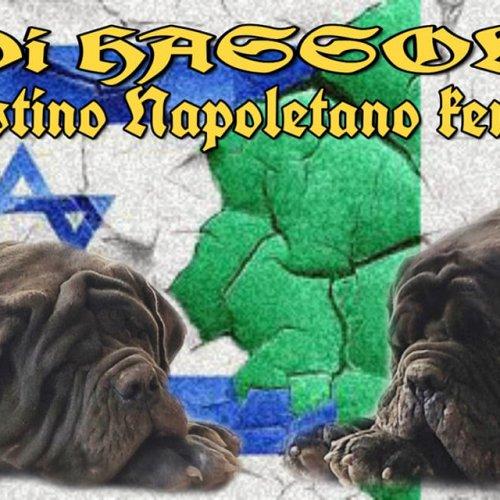 Di hasson - mastino napoletano kennel