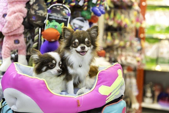 כלבים יפים בחנות בעלי חיים כלבים יפים בחנות בעלי חיים