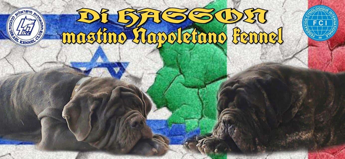 Di hasson – mastino napoletano kennel