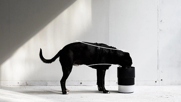 קערה מתכוונת למזון כלבים קערה מתכוונת למזון כלבים