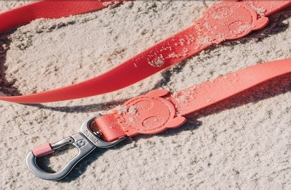 רצועת כלב רצועת כלב