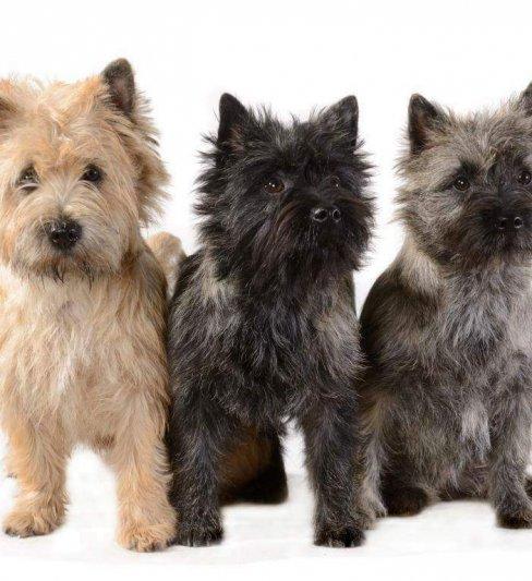 Daniela’s house cairnterrier