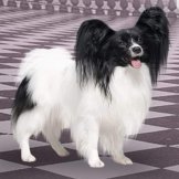 Screenshot_20200822-143252_Messenger