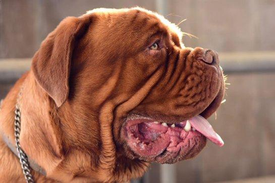 משק דרור - אילוף כלבים