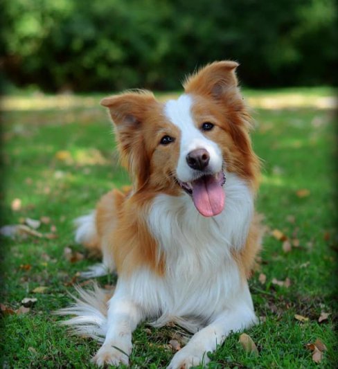 כלבים בכפר – מספרה