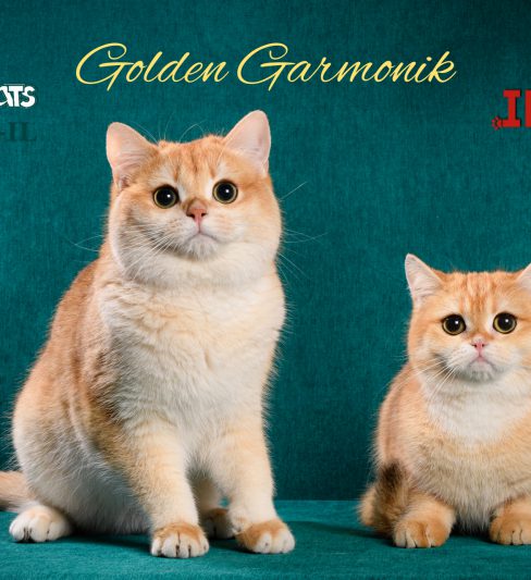 בית גידול לבריטי צ’ינצ’ילה – Golden Garmonik