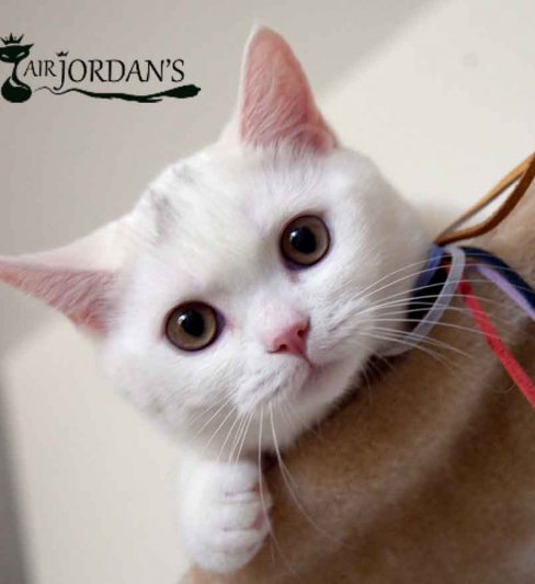 בית הגידול לחתולים בריטיים – Air Jordan’s Cats Cattery