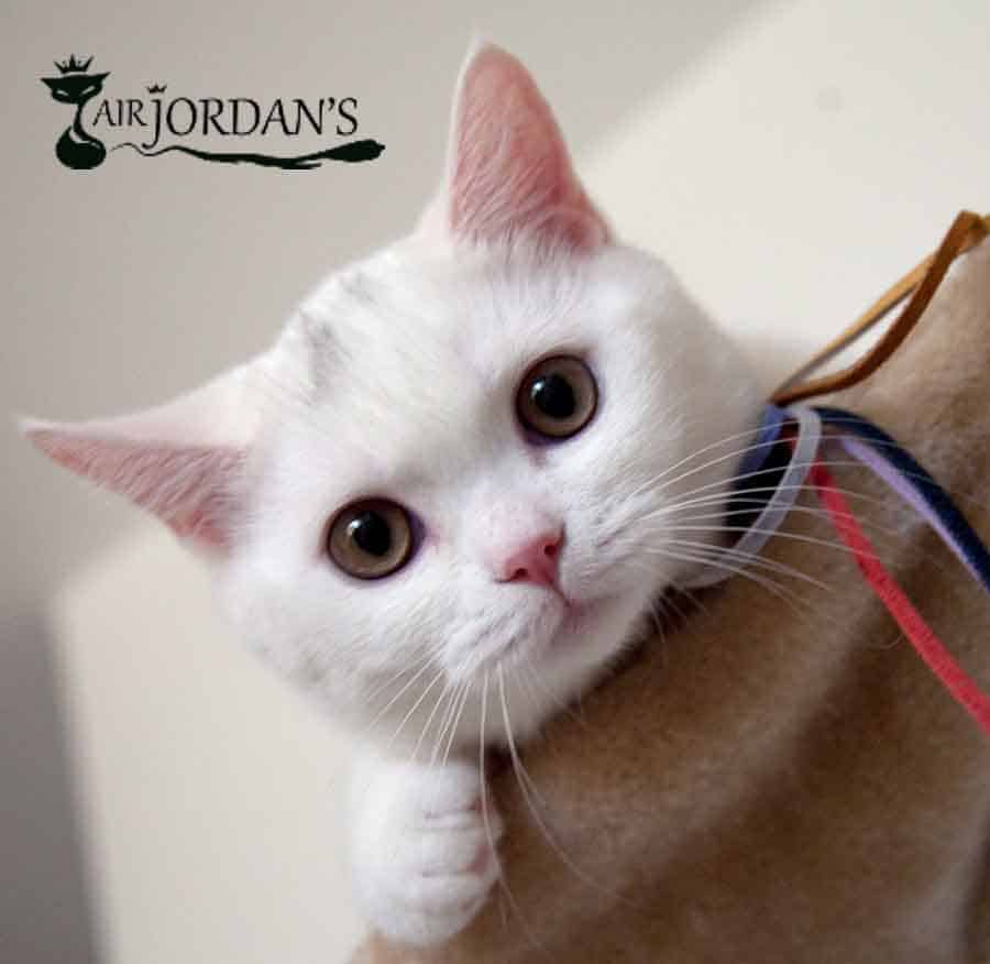 בית הגידול לחתולים בריטיים – Air Jordan’s Cats Cattery
