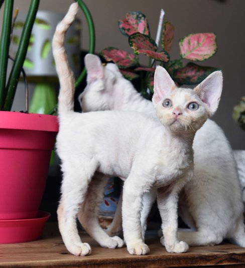 בית גידול לחתולי דבון רקס – Viserrex
