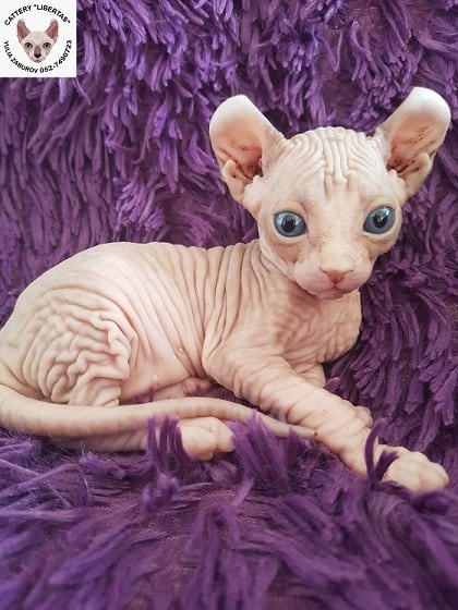 אלף למכירה אלף למכירה