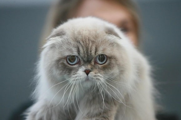 בית גידול Devei Fold בית גידול Devei Fold