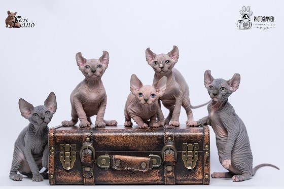 גורים של חתול אלף גורים של חתול אלף