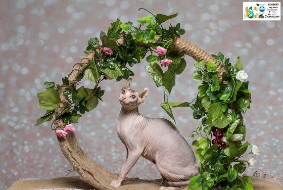 חתול אלף למכירה חתול אלף למכירה