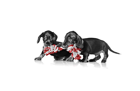 לא רצוי לתת לכלב ללעוס עצמות לא רצוי לתת לכלב ללעוס עצמות