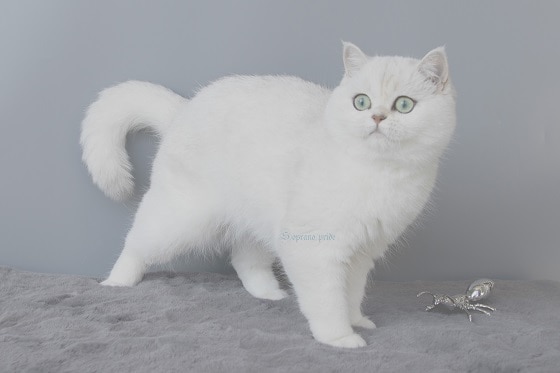 סקוטיש פולד לבן למכירה סקוטיש פולד לבן למכירה