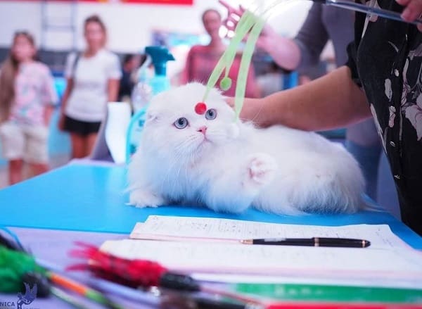 סקוטיש פולד לבן סקוטיש פולד לבן