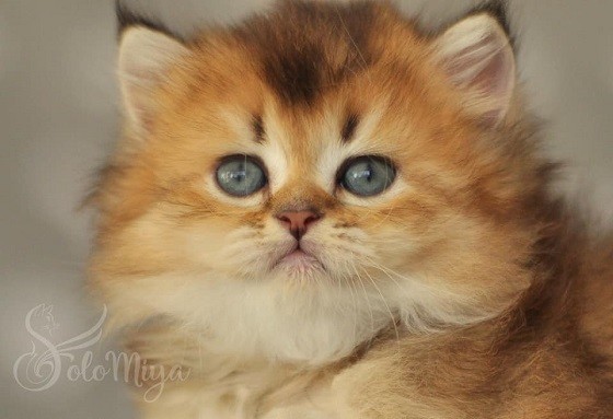 סקוטיש פולד למכירה סקוטיש פולד למכירה