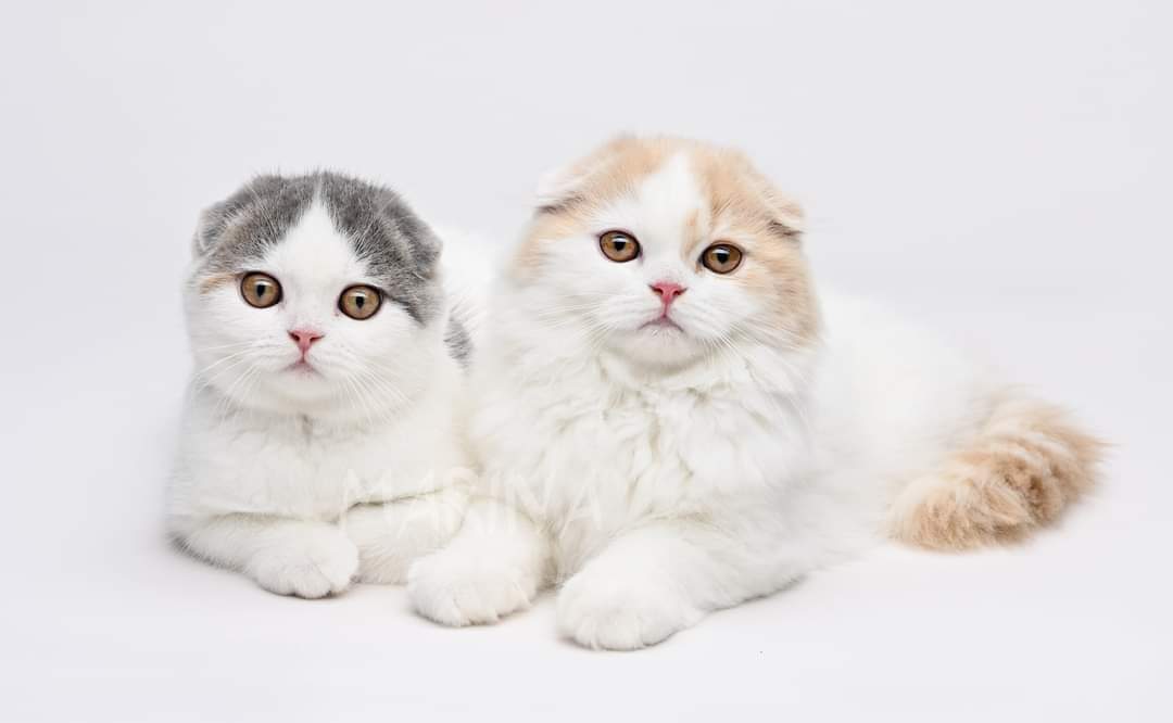 סקוטיש פולד למכירה סקוטיש פולד למכירה