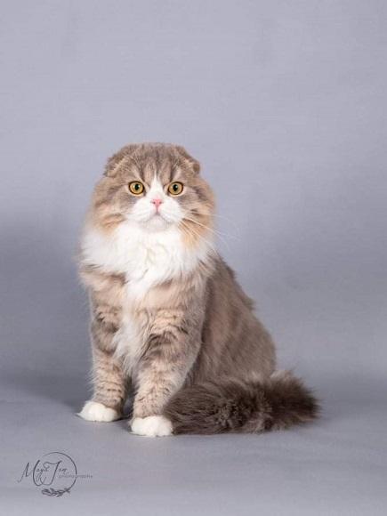 חתול סקוטיש פולד חתול סקוטיש פולד