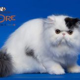 FB_IMG_1560800511270