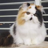 FB_IMG_1597871297824