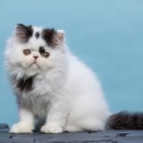 FB_IMG_1607882790890