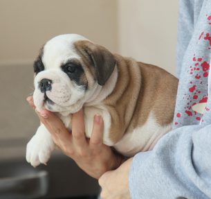 גורי בולדוג אנגלי יפיפיים עם תעודות יוחסין של ההתאחדות הישראלית לכלבנות